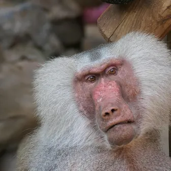 baboon
