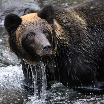 bear