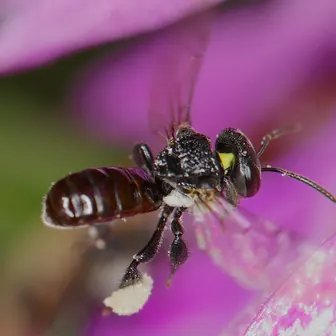 bee