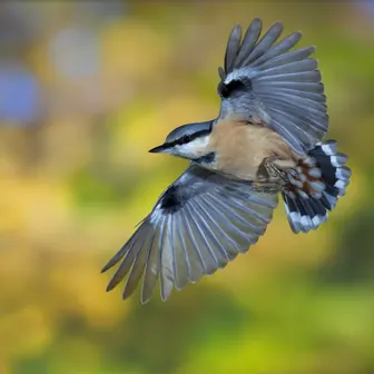 bird
