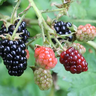 blackberry