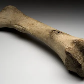 bone