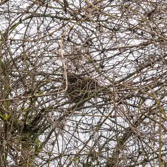 branch