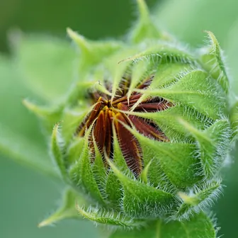 bud