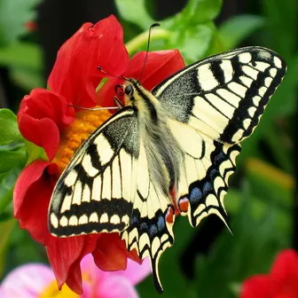 butterfly