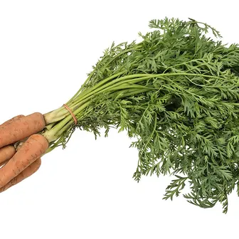 carrot
