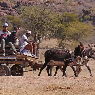 cart