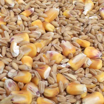 corn