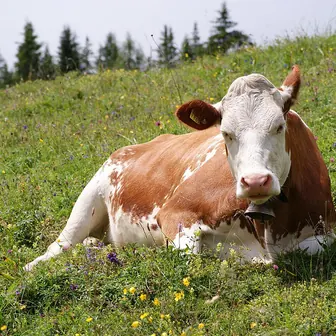 cow