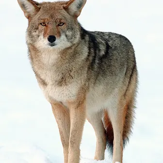 coyote