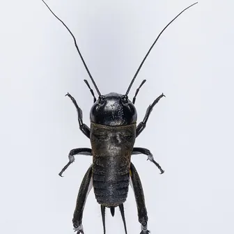 cricket