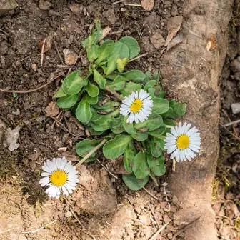 daisy