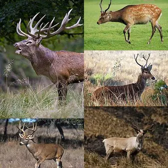 deer