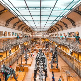 dinosaur