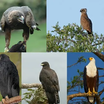 eagle