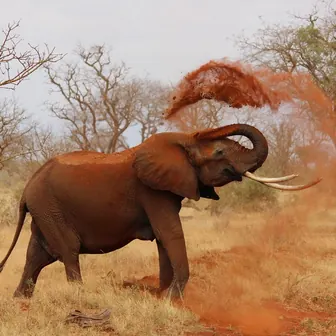 elephant