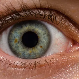 eye