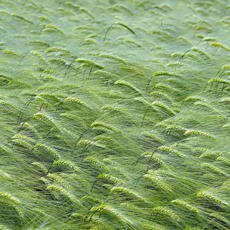 field