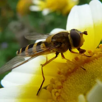 fly