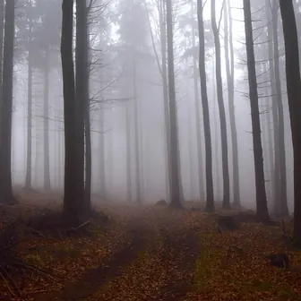 fog