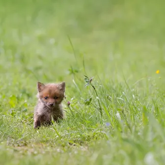 fox
