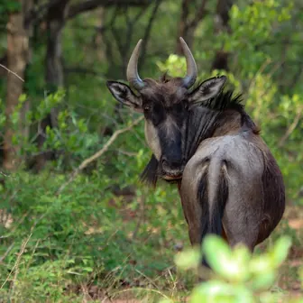 gnu