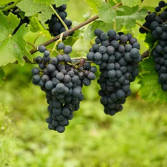 grape