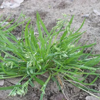 grass