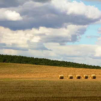 harvest
