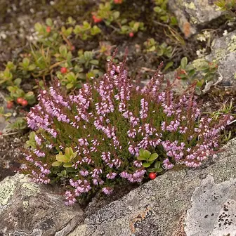 heather