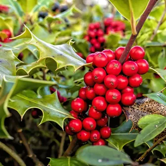 holly