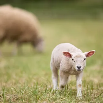 lamb