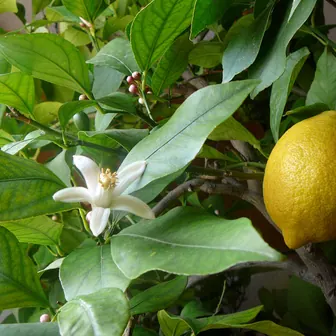 lemon