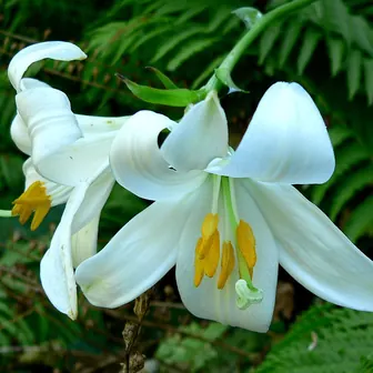 lily