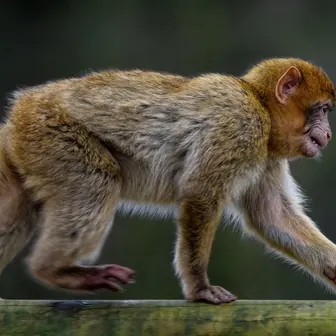 monkey