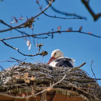 nest