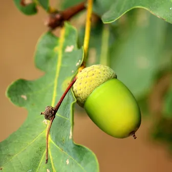 oak