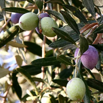 olive