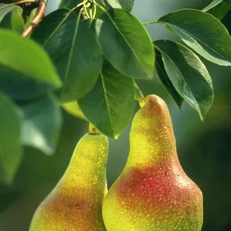 pear