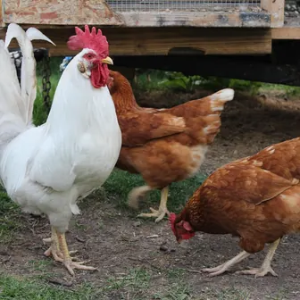 peck