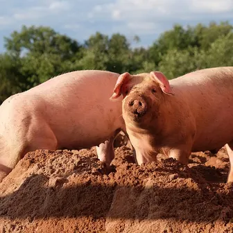 pig