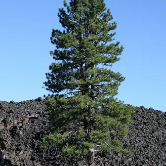 pine