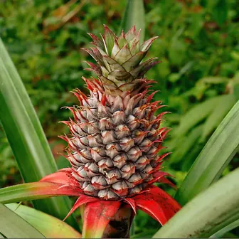 pineapple