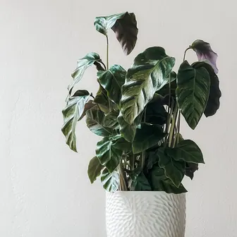 plant