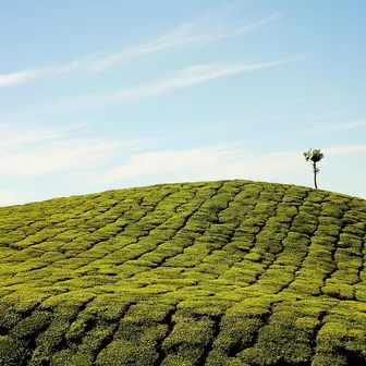 plantation