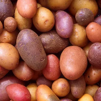 potato