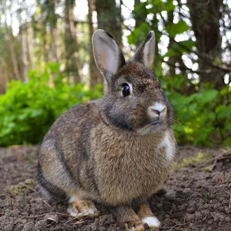 rabbit