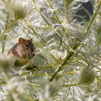 rat