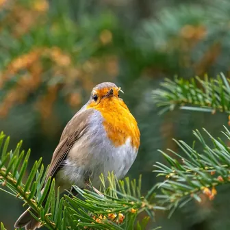 robin