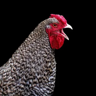 rooster